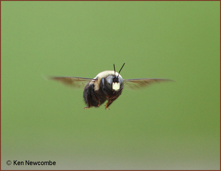 Carpenter Bee